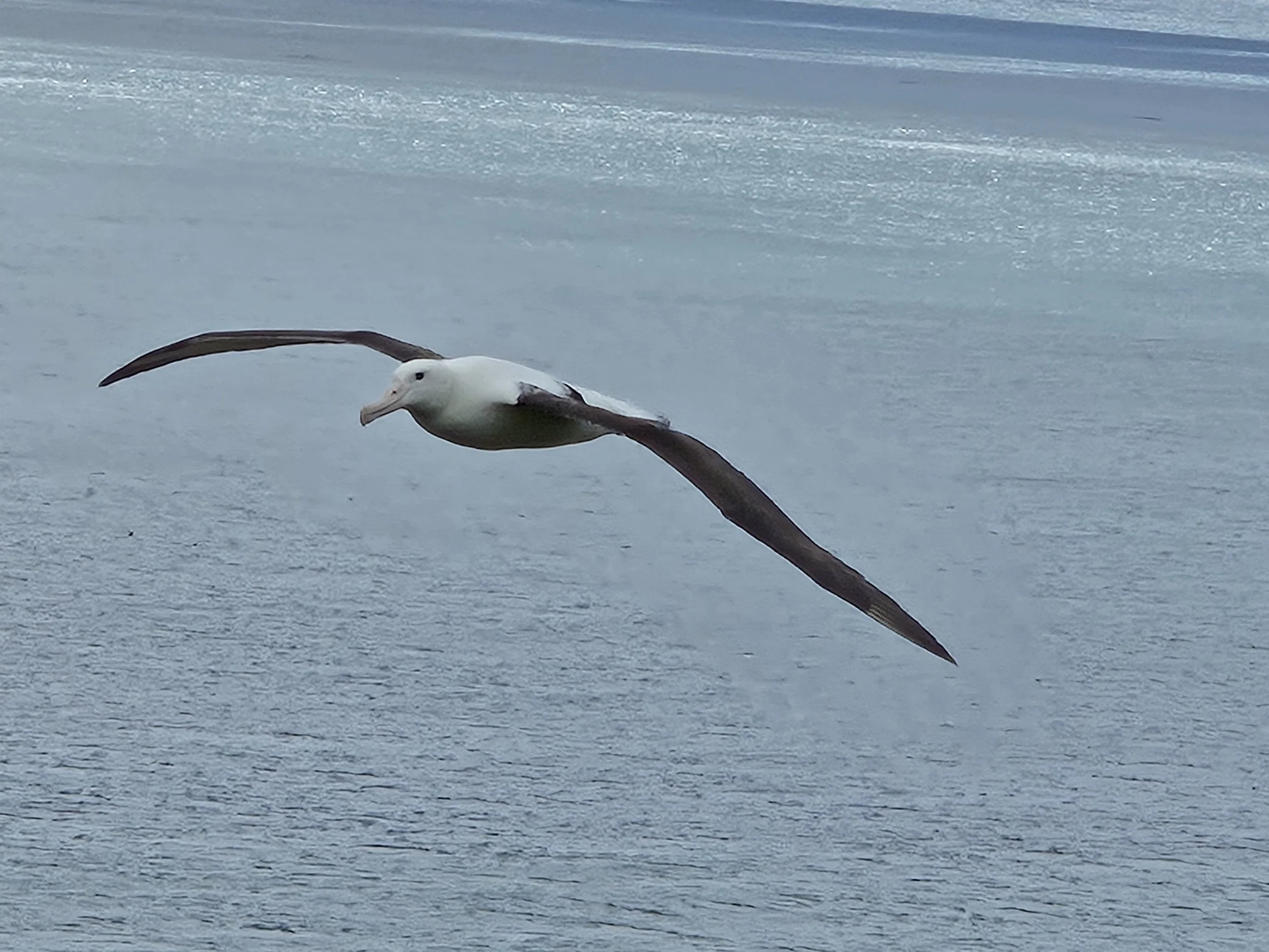 Dunedin (Port Chalmers) – Penguins, Albatross &amp; Hokey Pokey Ice Cream
