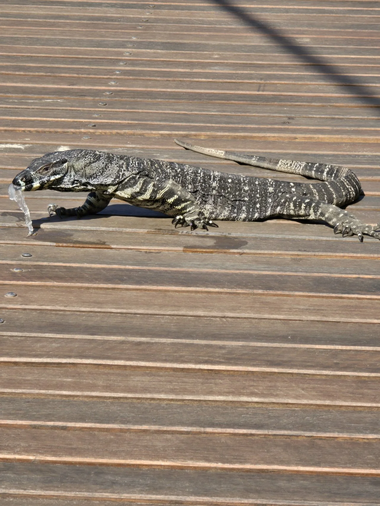20260131_093600.jpg