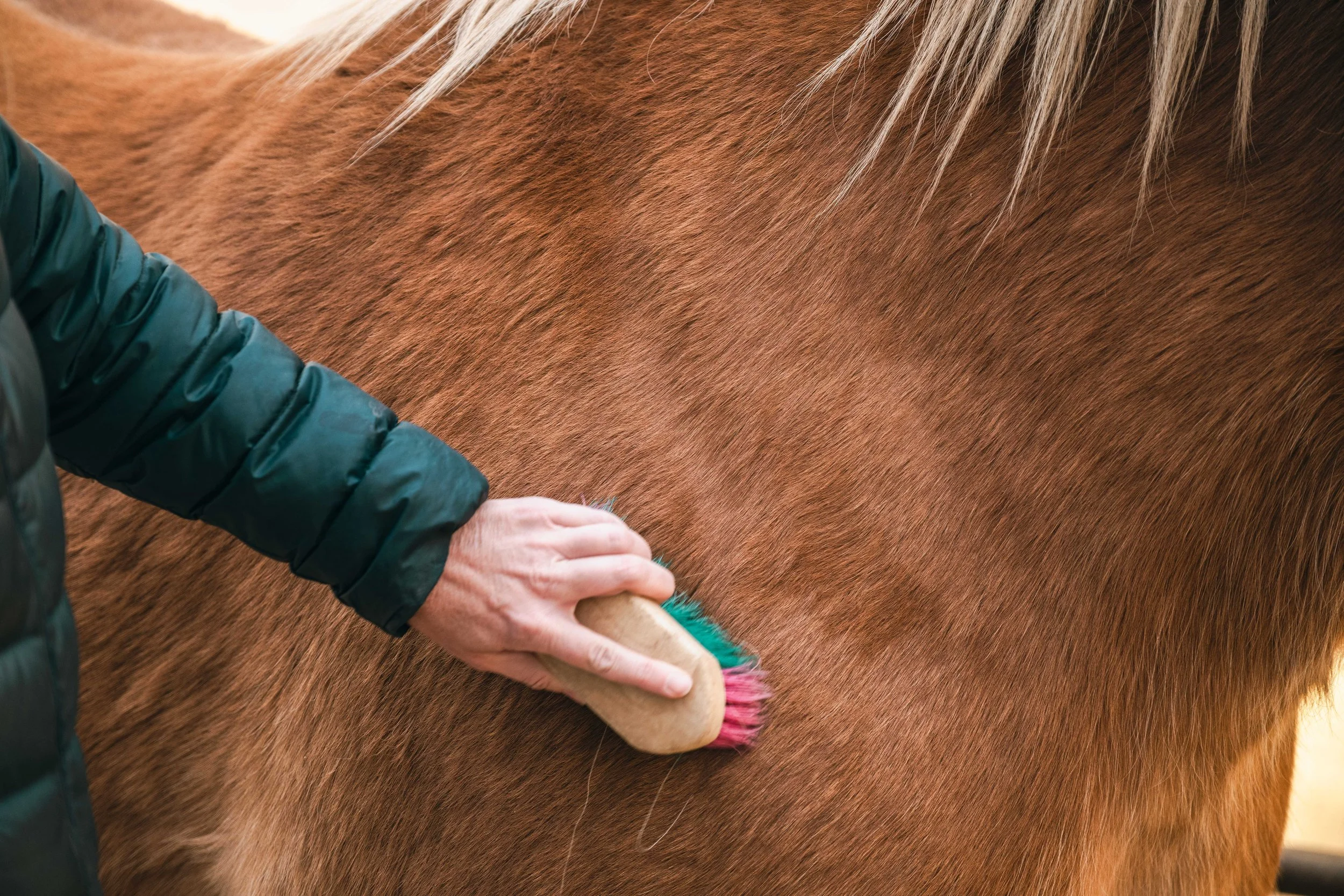 Wellness Programming