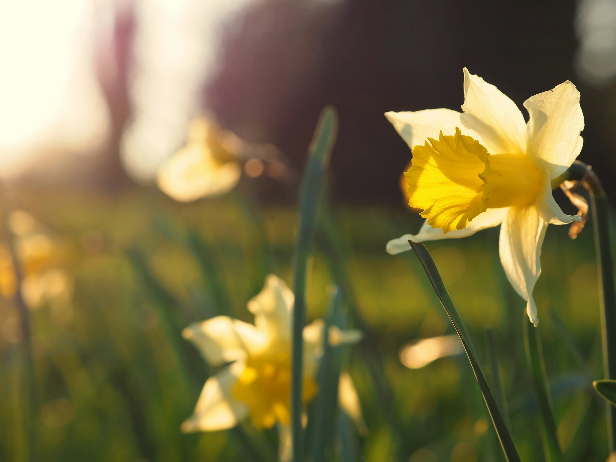 Close-up of small white daisies with yellow centers growing among green grass and foliage, with a blurred green background.