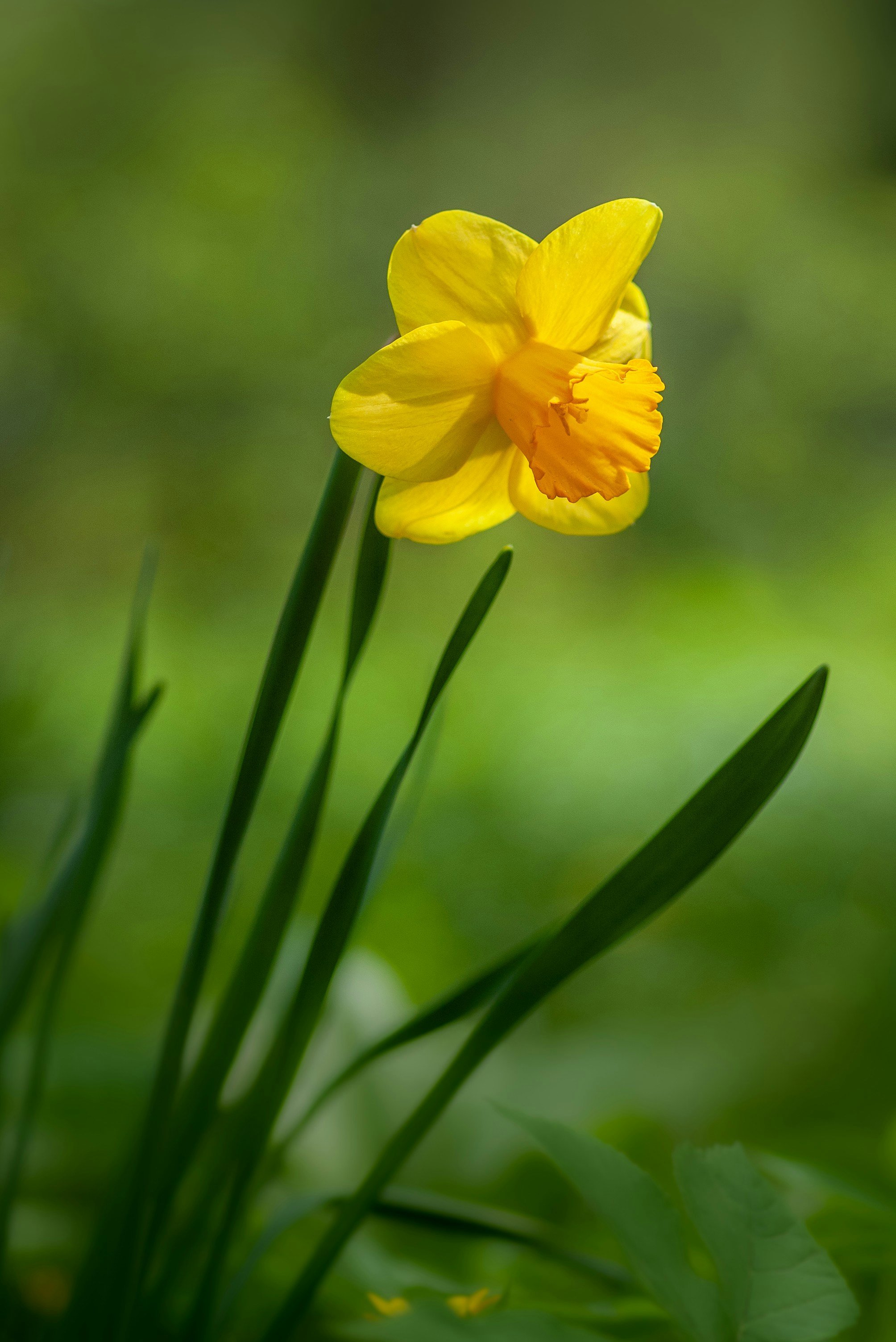 Close-up of white wildflowers with yellow centers growing among green grass in a natural setting.