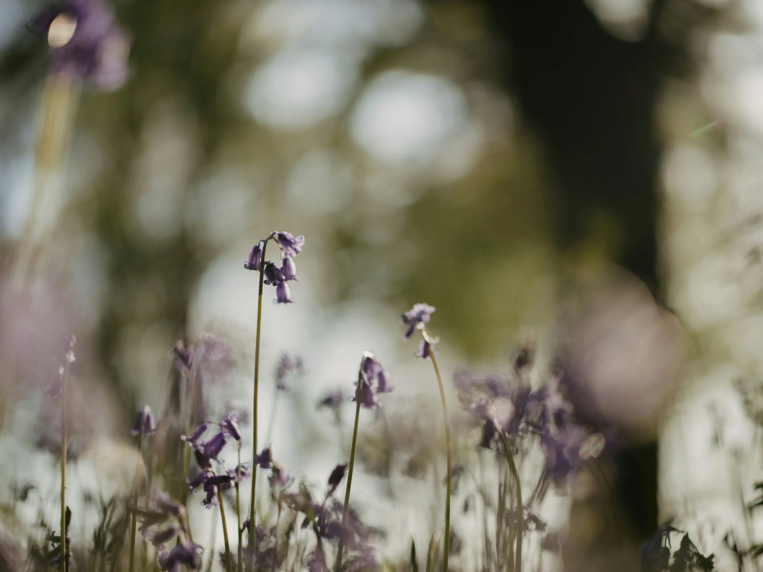 Close-up of purple wildflowers in a natural outdoor setting with blurred background.