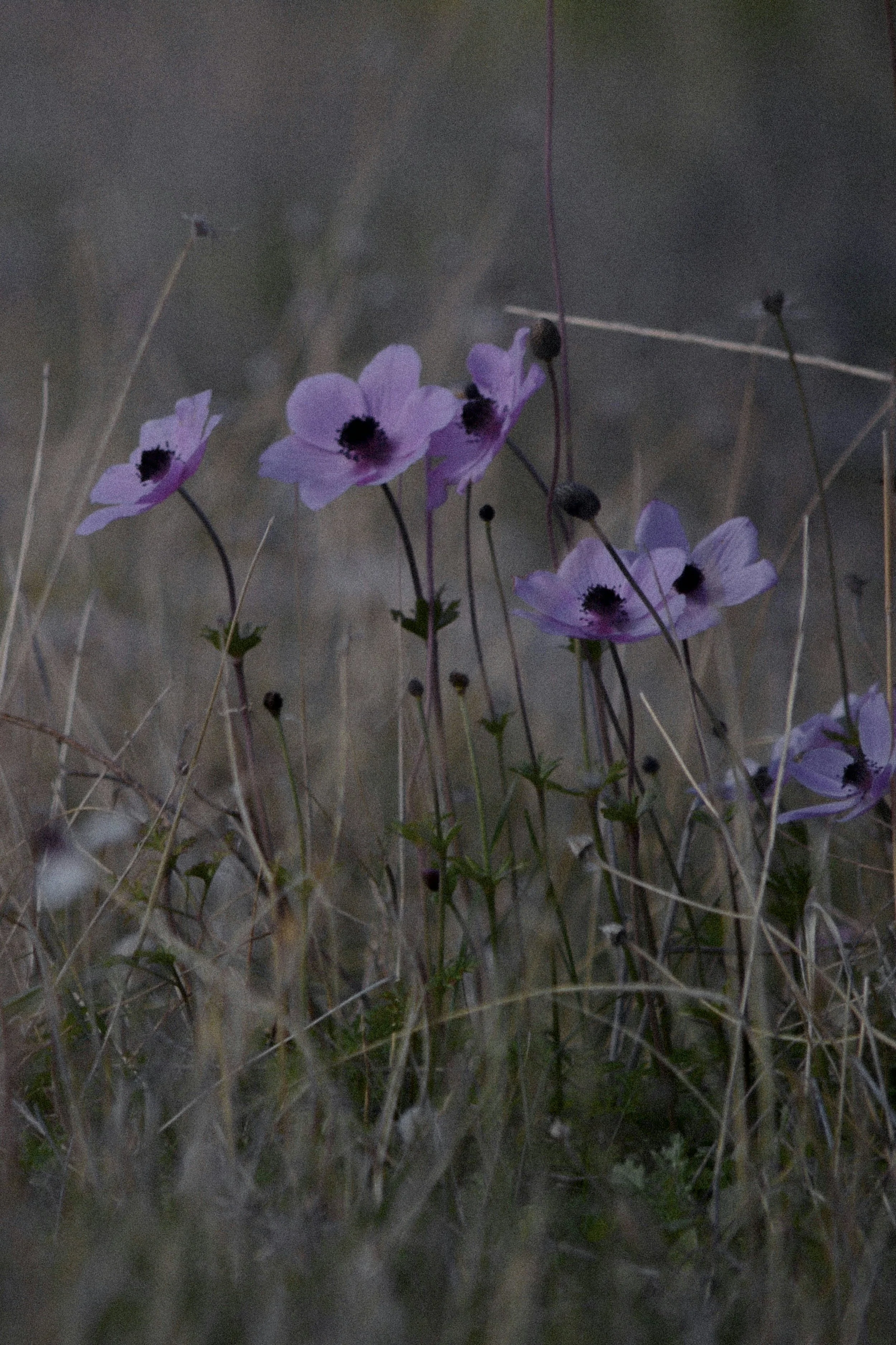 A close-up of purple wildflowers with dark centers growing among dry grass in a natural setting.