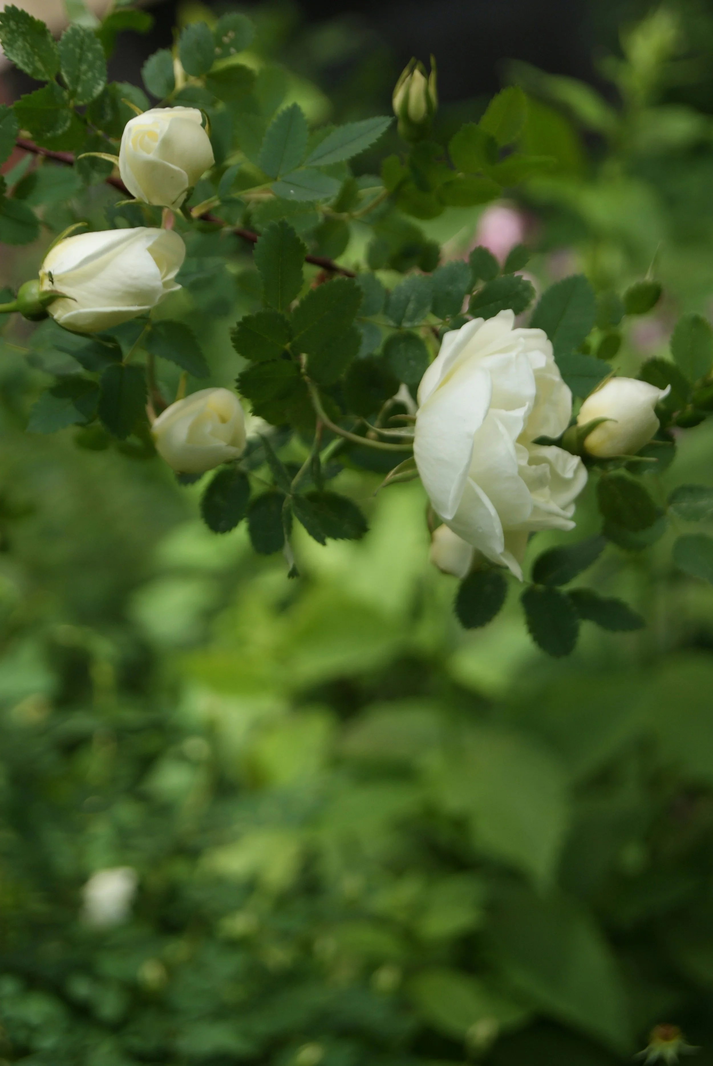 White roses and buds blooming on green vine with leaves.