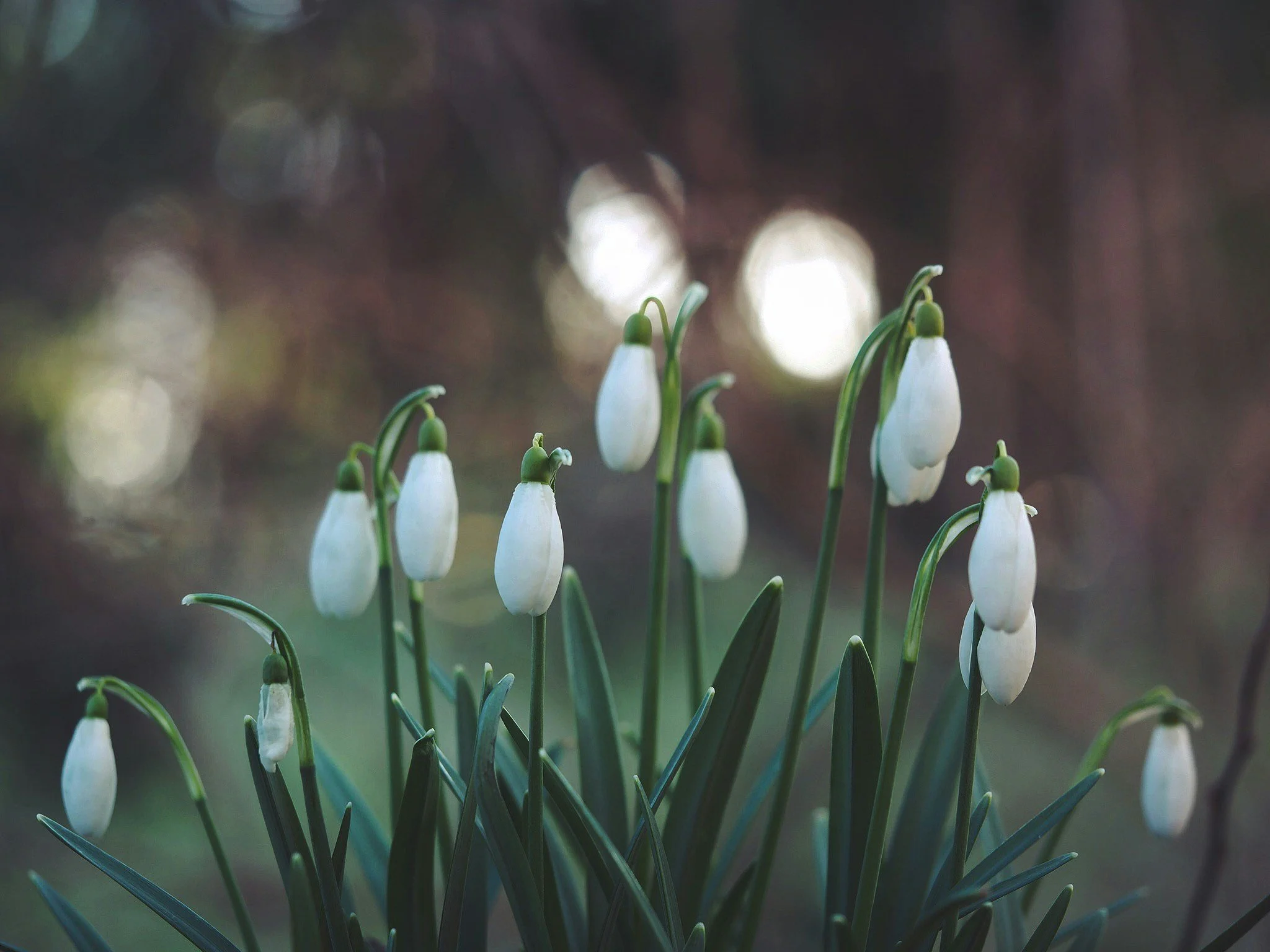 Close-up of white snowdrop flowers with green stems and leaves, with blurred background.
