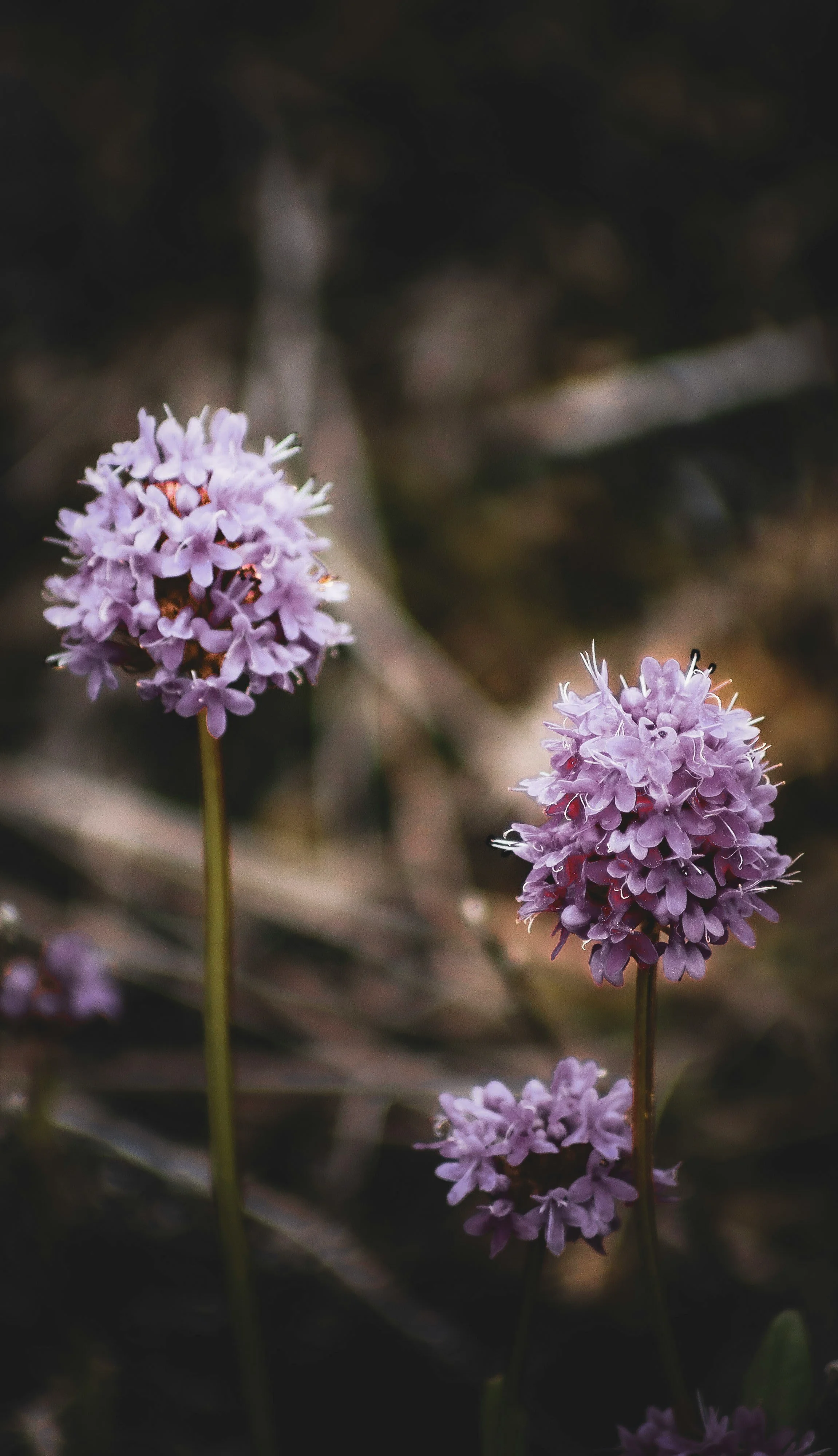 Close-up of three purple wildflowers with a blurred background.