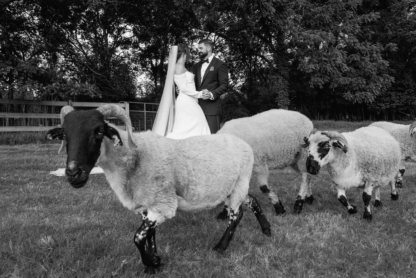 Black and white photo of a bride and groom holding hands while sheep run around them in a field
