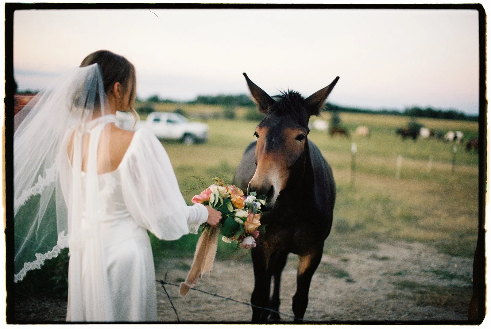 Bride in a wedding dress outside with a donkey holding out her bouquet
