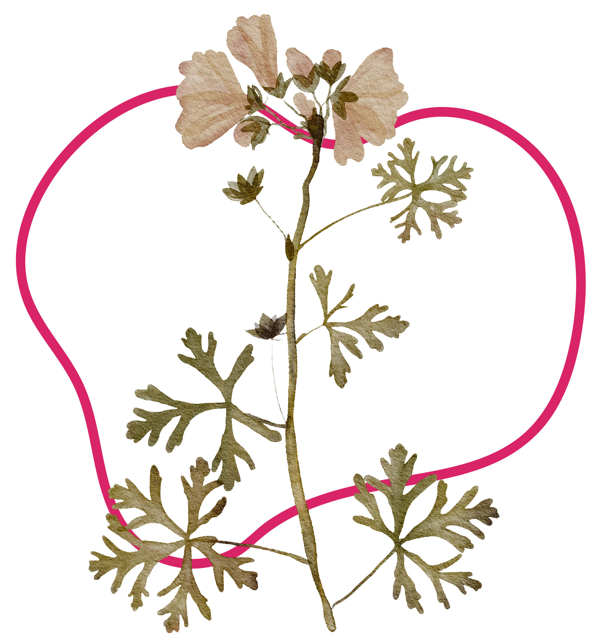 Watercolor illustration of a green leafed plant, outlined by a pink shape.