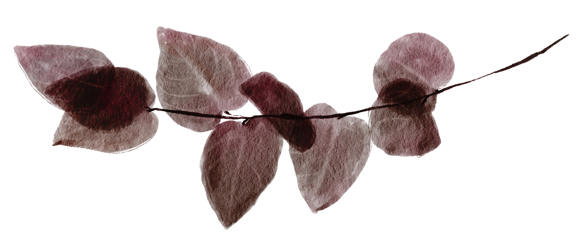 A branch with multiple dusty pink and brown leaves.