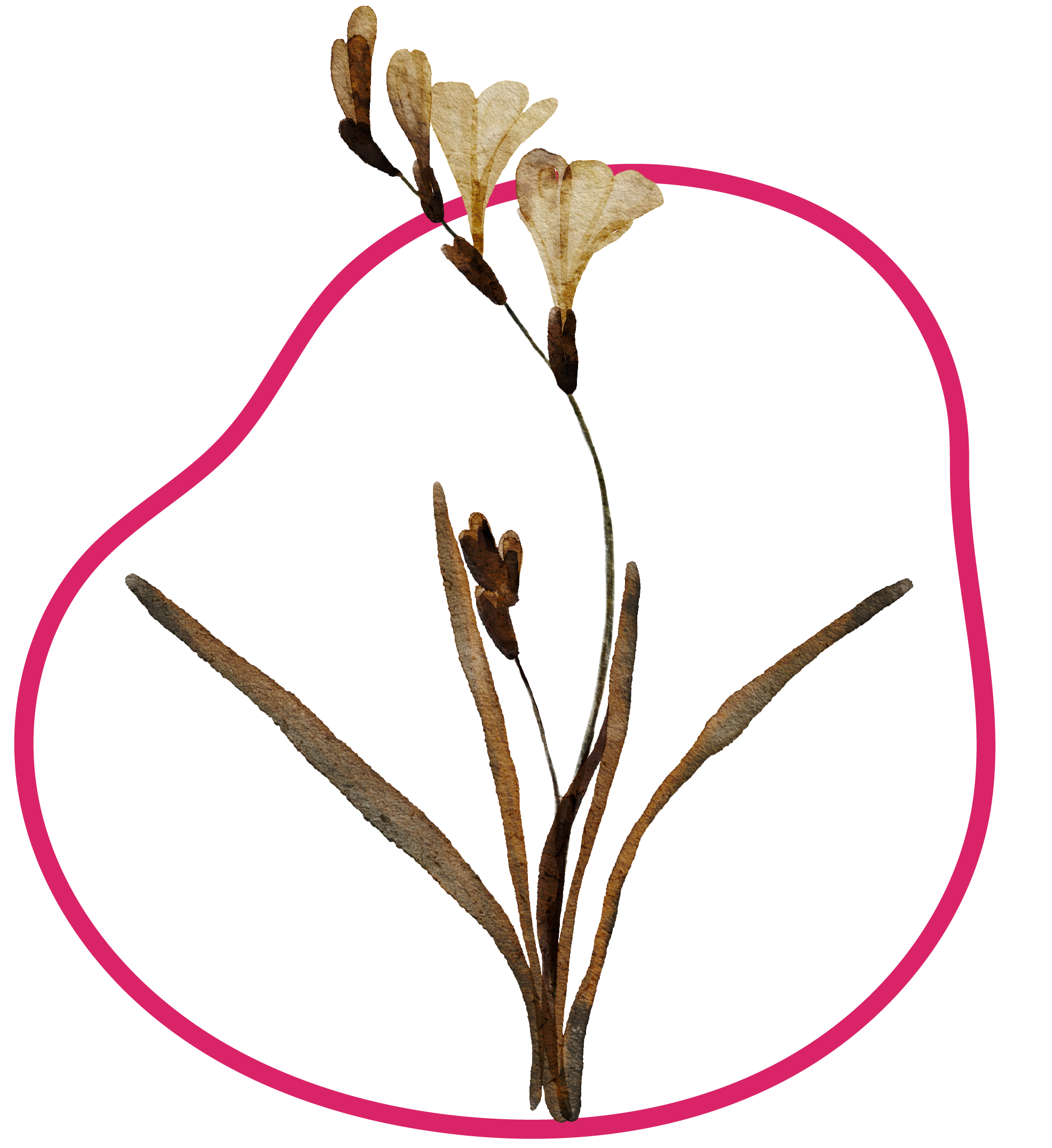 Watercolor illustration of a green leafed plant, outlined by a pink shape.