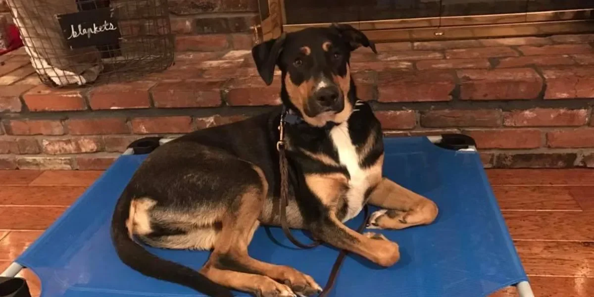 Level Up: For Teen & Adult Dog