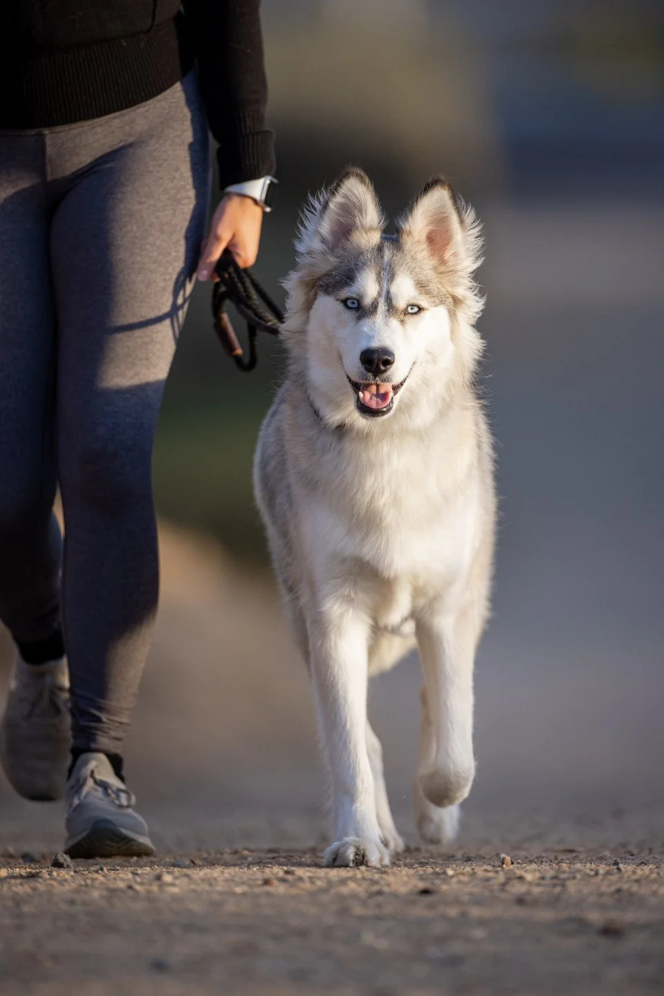 walking-dog_KJBU4EEKUV.jpg