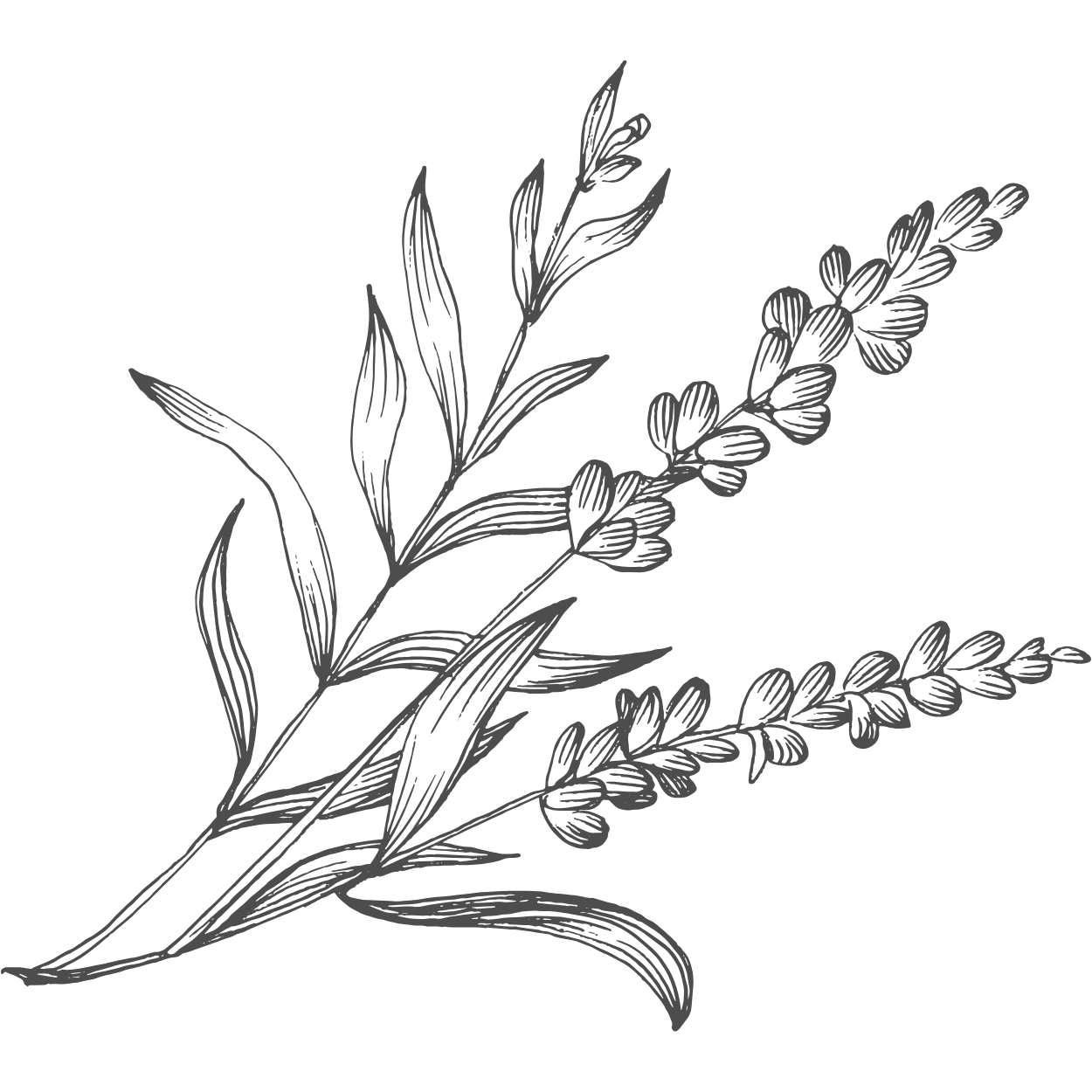 A black and white line drawing of a sprig with elongated leaves and three sprigs of lavender with small, rounded flower buds.