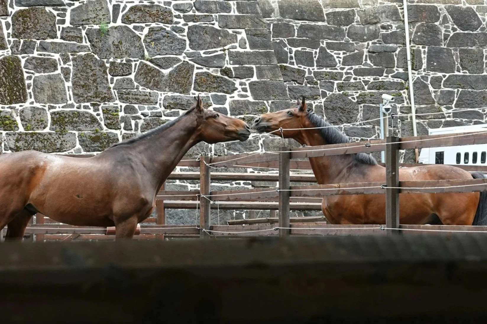 Two horses in a fenced enclosure communicating by touching noses in front of a stone wall background.