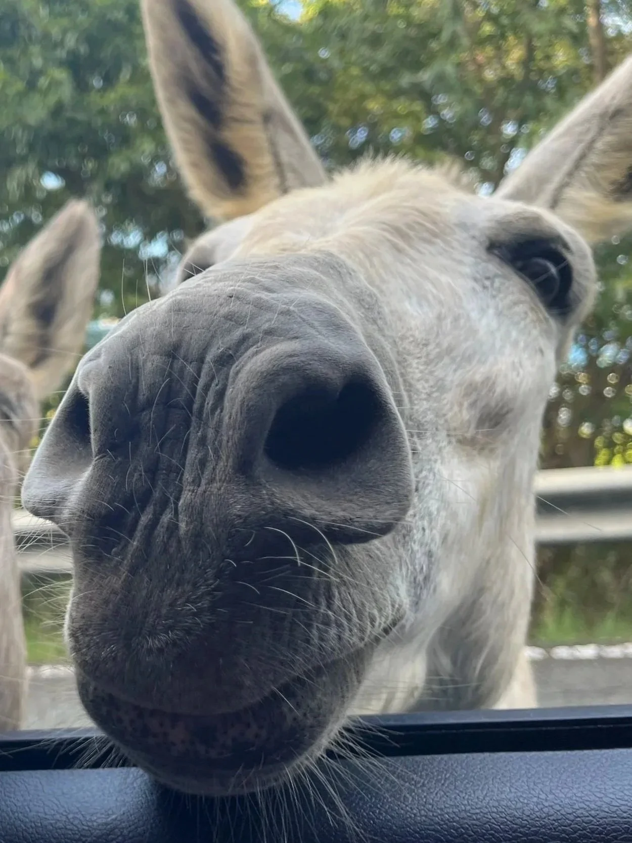 Close-up of a curious white donkey's face pressing into a car window in St. John, USVI, communicating that it wants treats, showing its nose and nostrils, with background trees and sky.