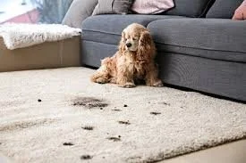 A dog sitting on a dirty carpet in front of a gray sofa.