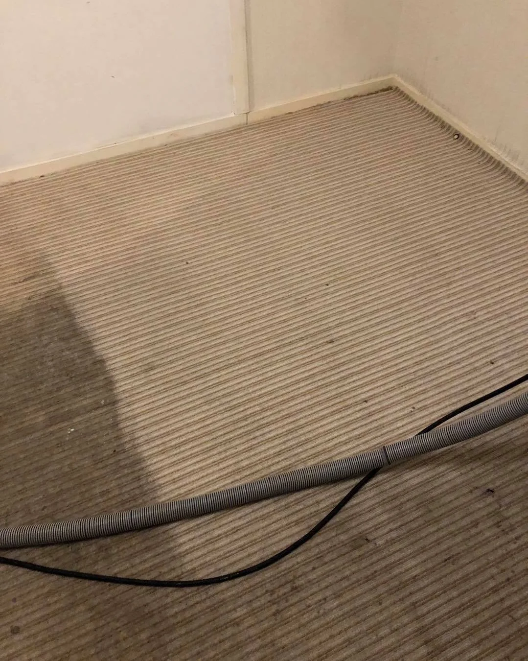 View of a beige carpeted floor near a white wall, with a flexible gray conduit and a black cable running along the floor.