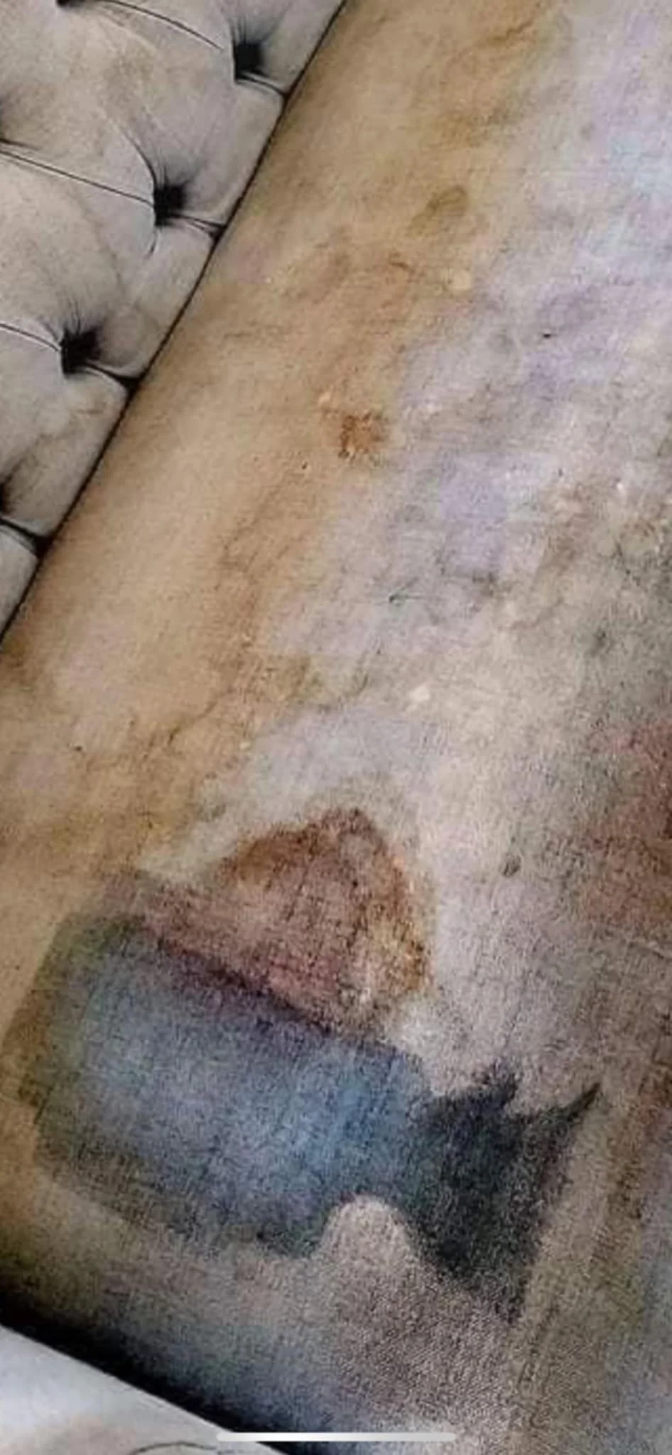A dog lying on a textured carpet and a tufted sofa.