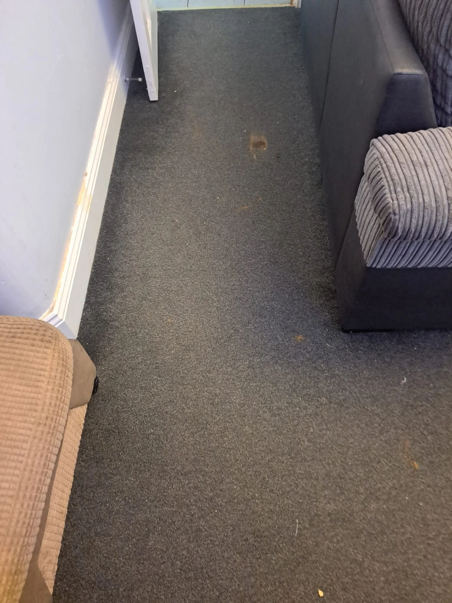 A section of carpeted floor with a dark stain near the middle, surrounded by furniture including a beige armchair on the lower left and a dark gray couch and a striped fabric couch on the right.
