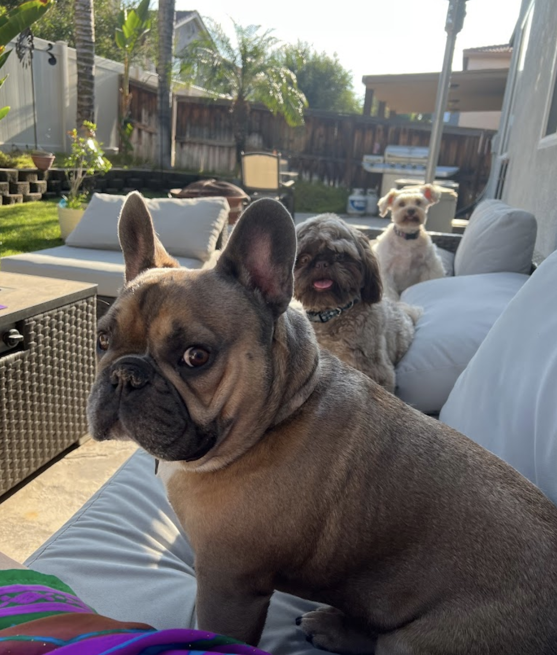 Why In-Home Drop-In Visits Can Reduce Pet Anxiety While You’re Away