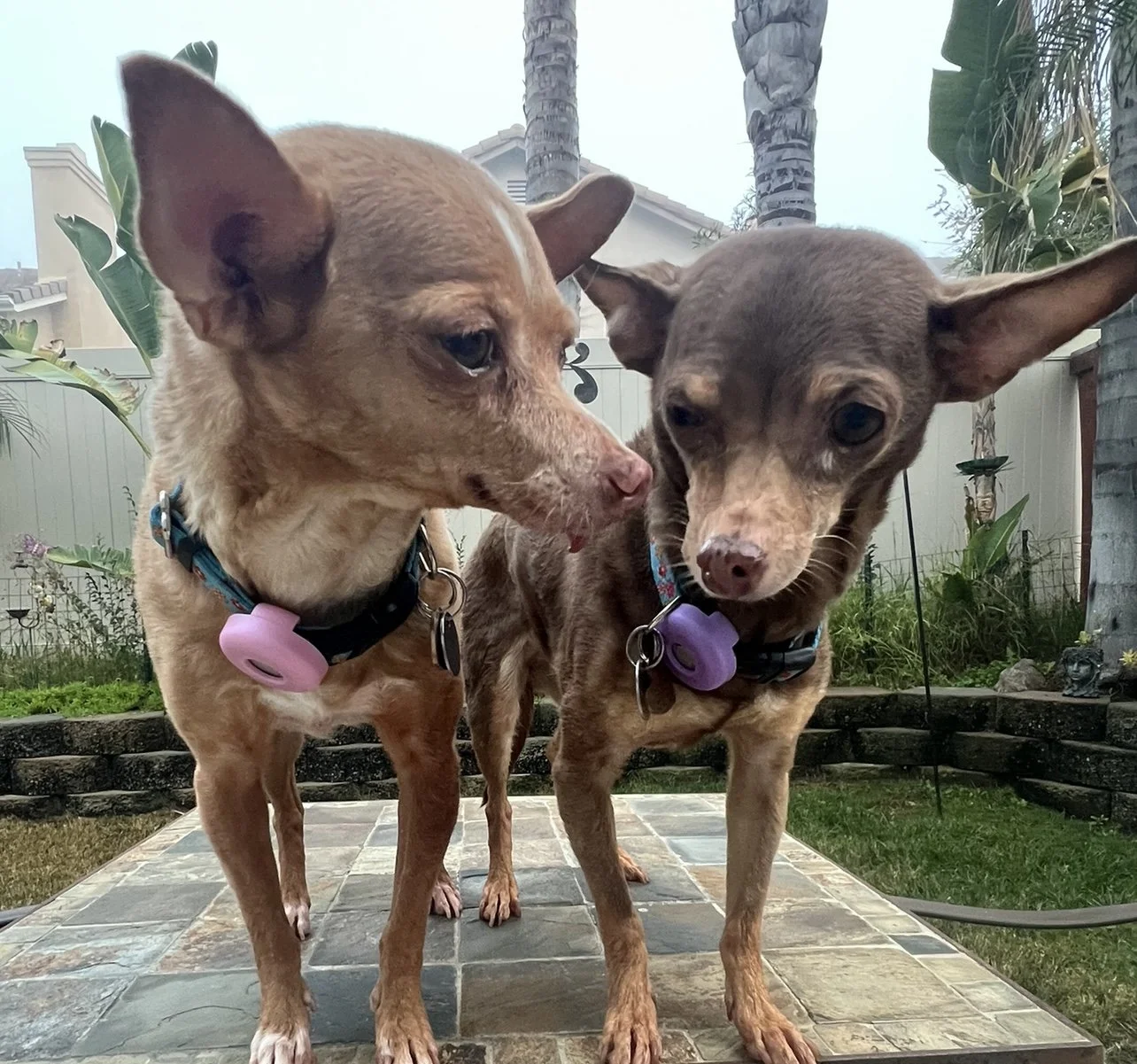 Finding a PAW-SOME Pet Sitter