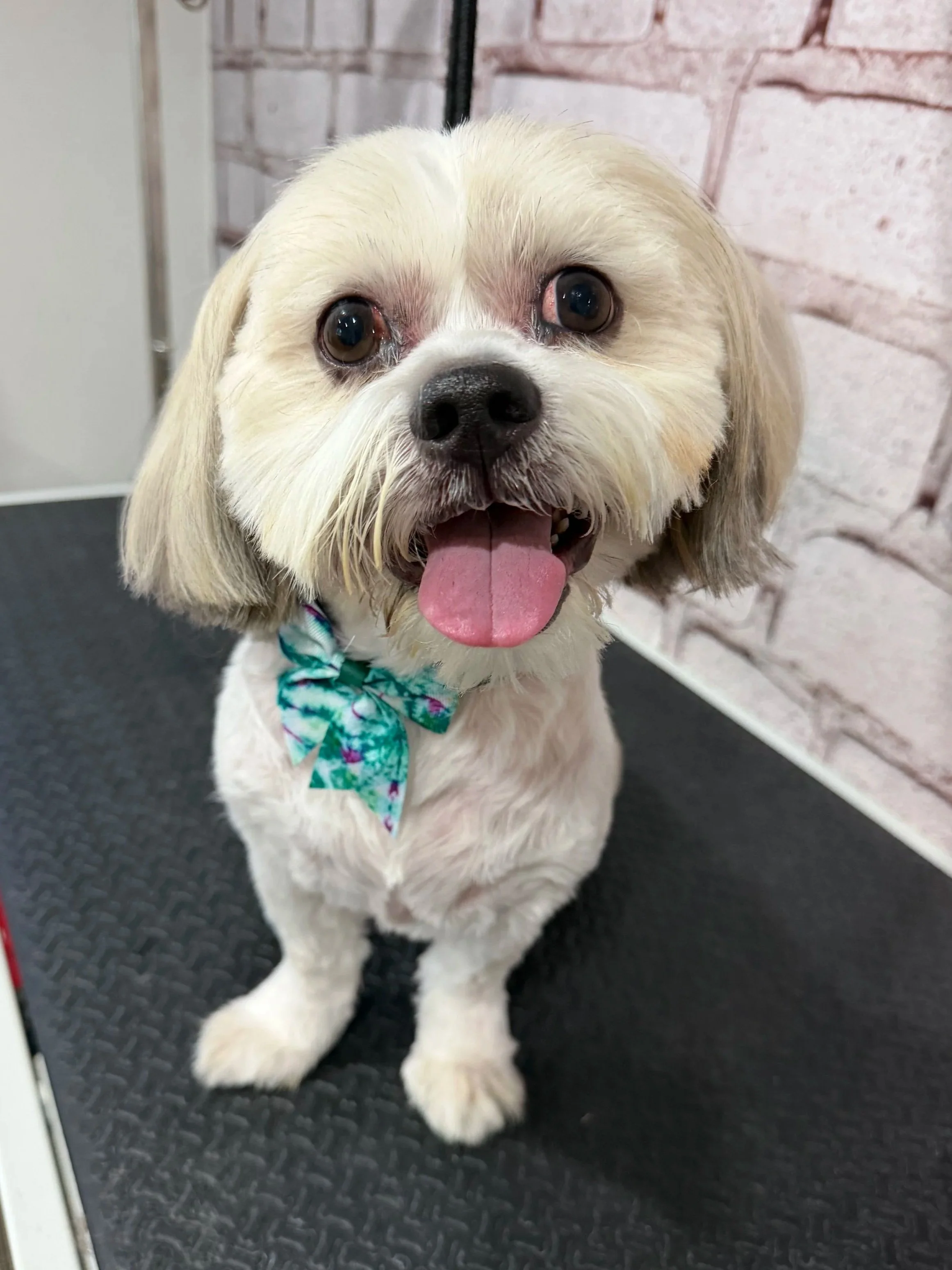 How Do You Know When Your Dog Needs Grooming?  Menifee, CA Dog Groomer