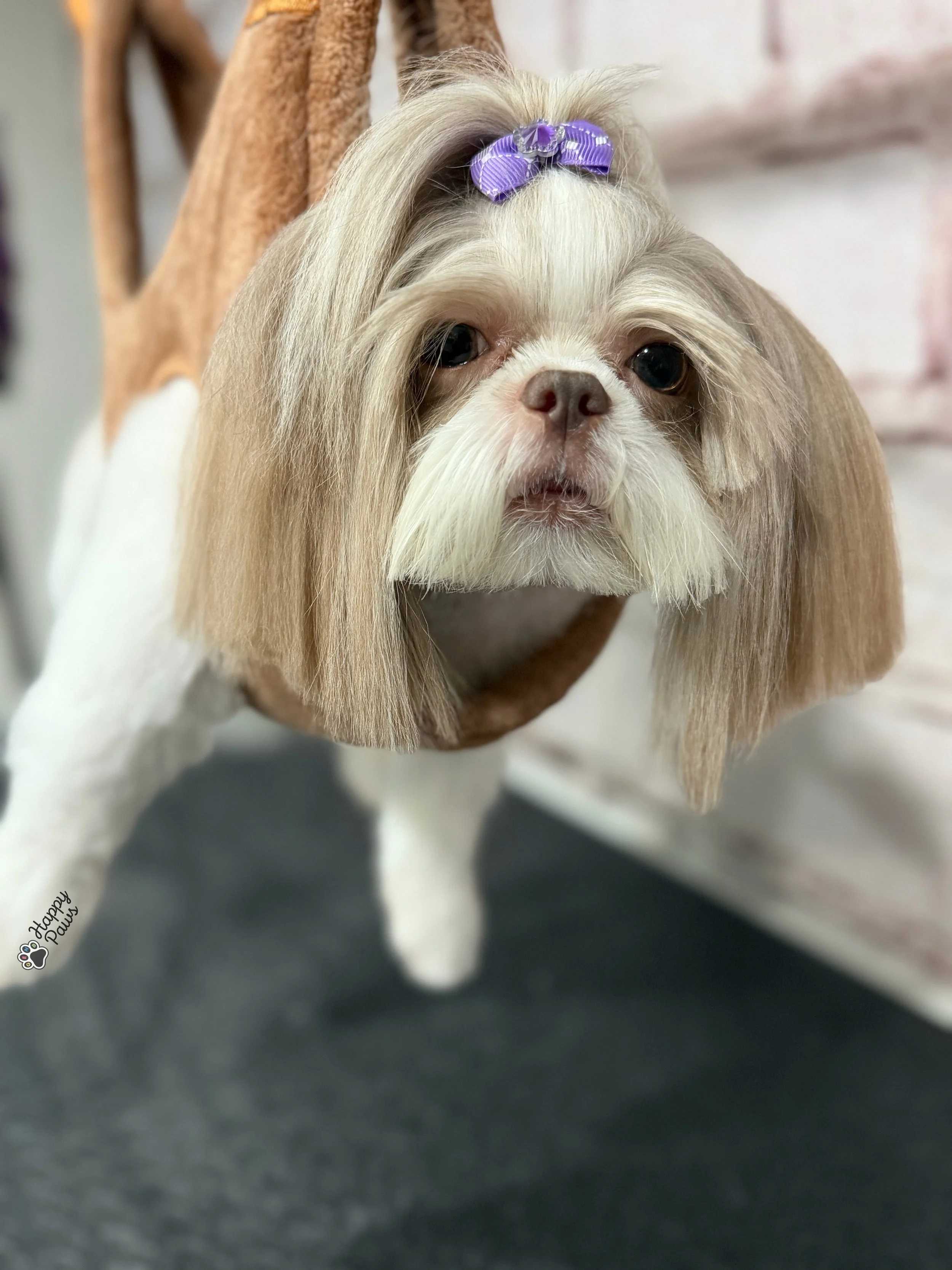How Often Should You Groom a Small Dog? A Guide for Menifee Pet Parents