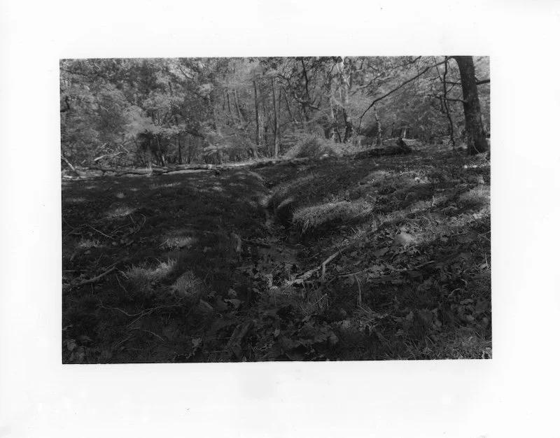 Brockenhurst Stream 3