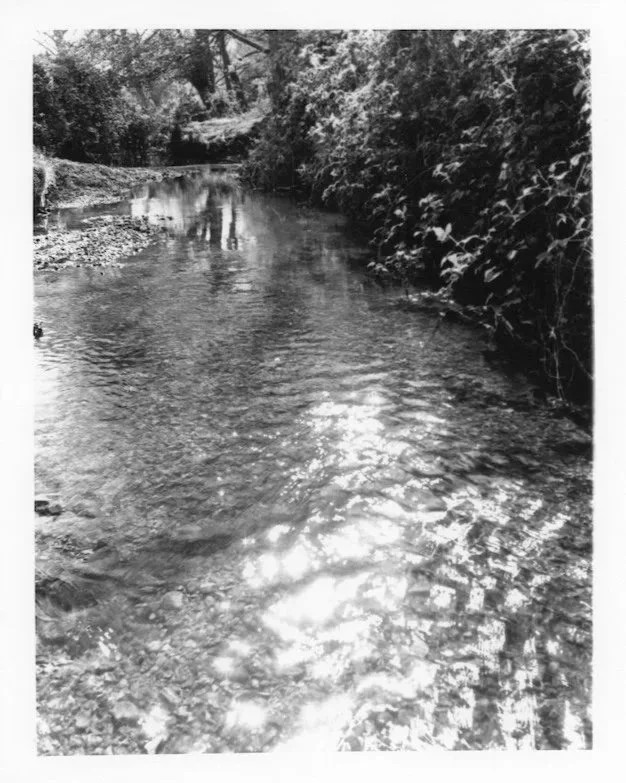 Brockenhurst Stream 6