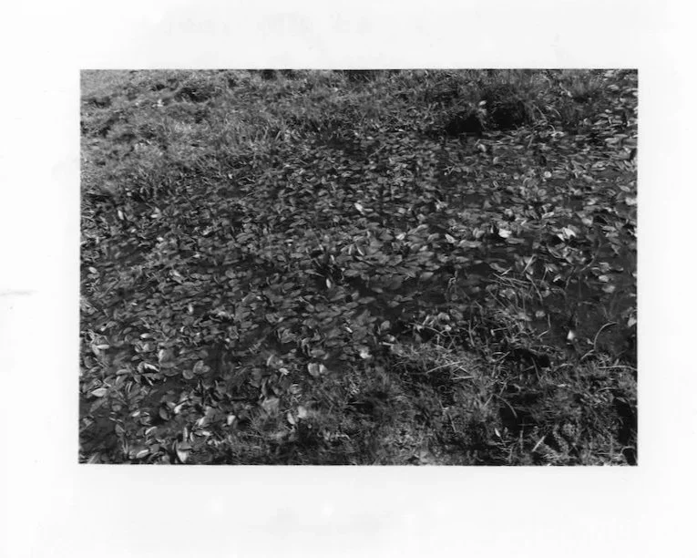 Longslade Mire 1