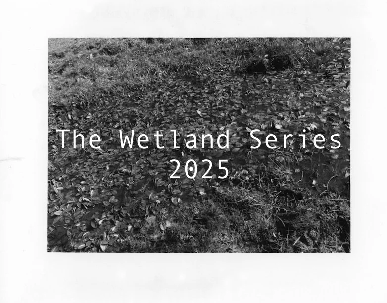 Wetland Series (2025)
