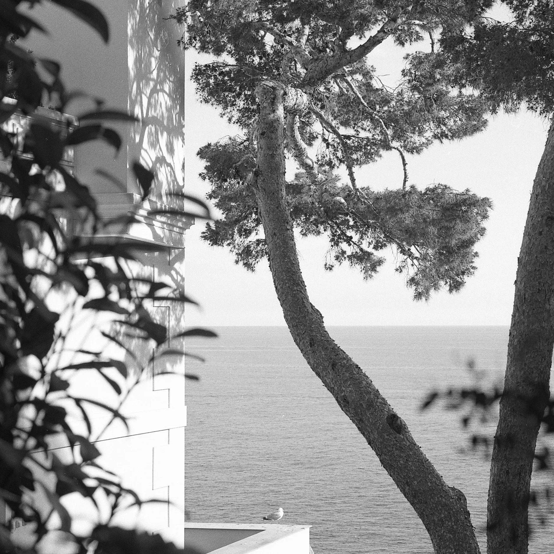 Black and white photo of trees near the ocean, with a seagull sitting on a ledge in the foreground.