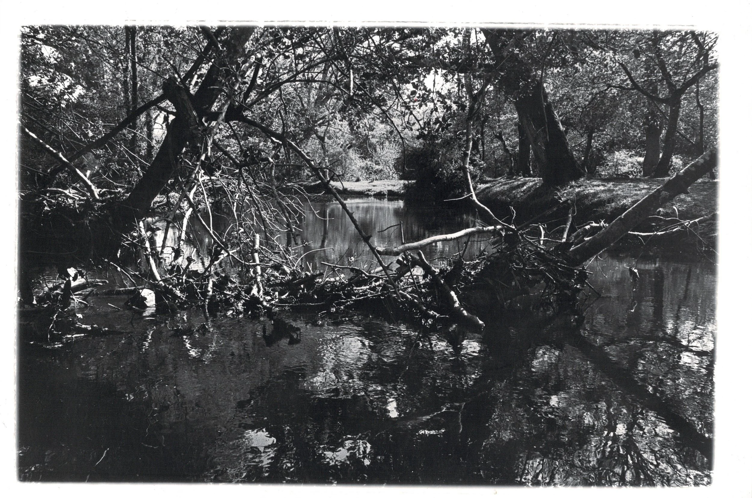 Black and white photograph of overhanging trees and reflections on the Lymington River in Brockenhurst, New Forest, hand-printed darkroom analogue print