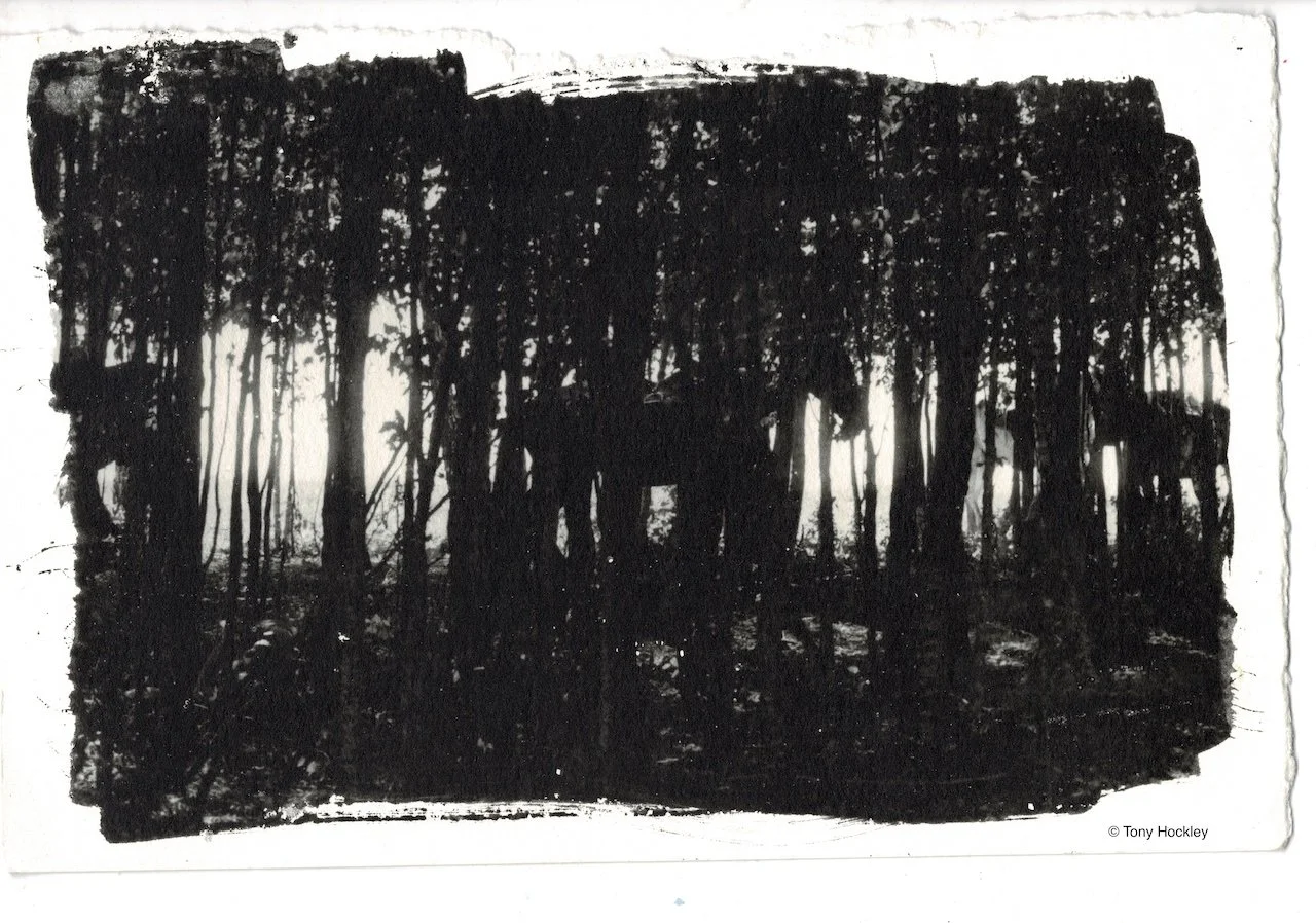 Transylvanian Shade. Horse shading from the summer sun in the woodland. Silver gelatin print made in the darkroom by gelatin emulsion brushed on art card (2026)