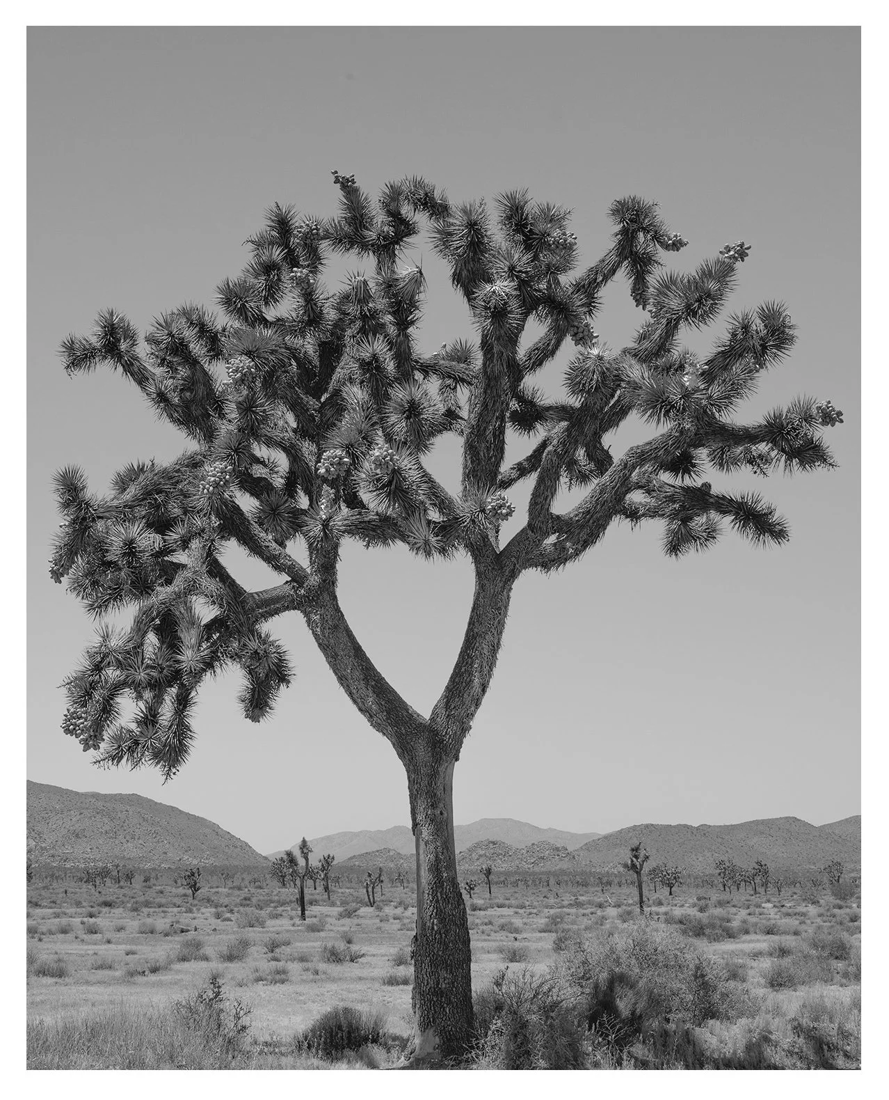Tree of Life, Joshua Tree National Park 2026
