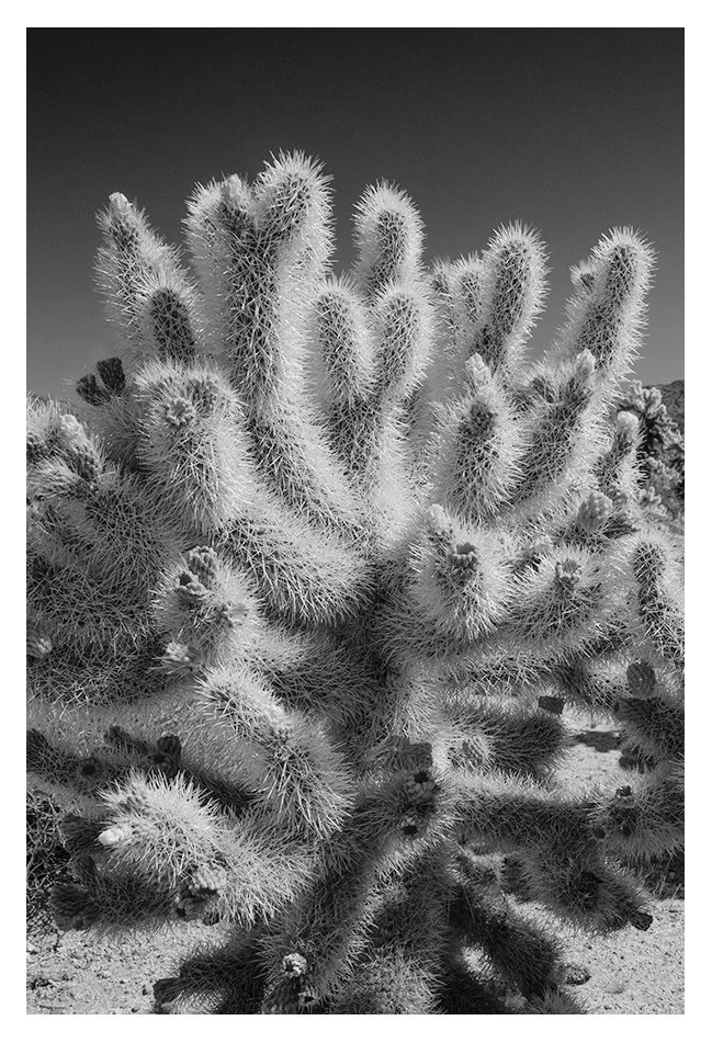 _DSC2995 Joshua Tree Cactus.jpg