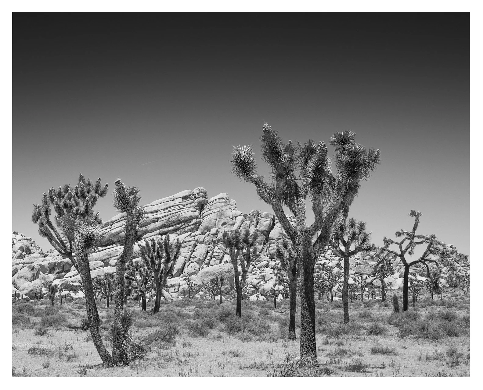 Parade of Life, Joshua Tree National Park 2026