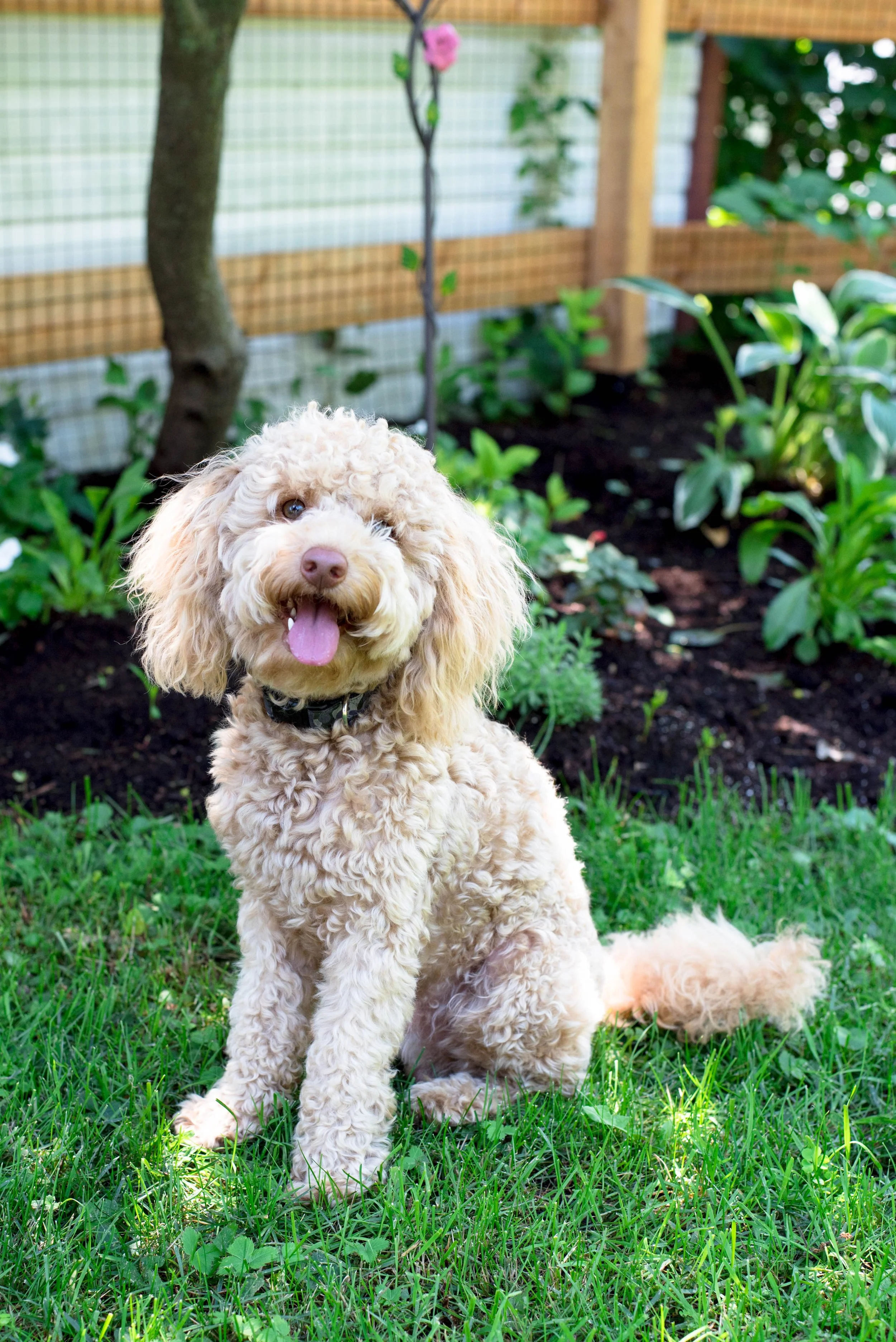 Un adorable chien de race caniche beige assis dans un jardin avec de la verdure, souriant avec la langue sortie.