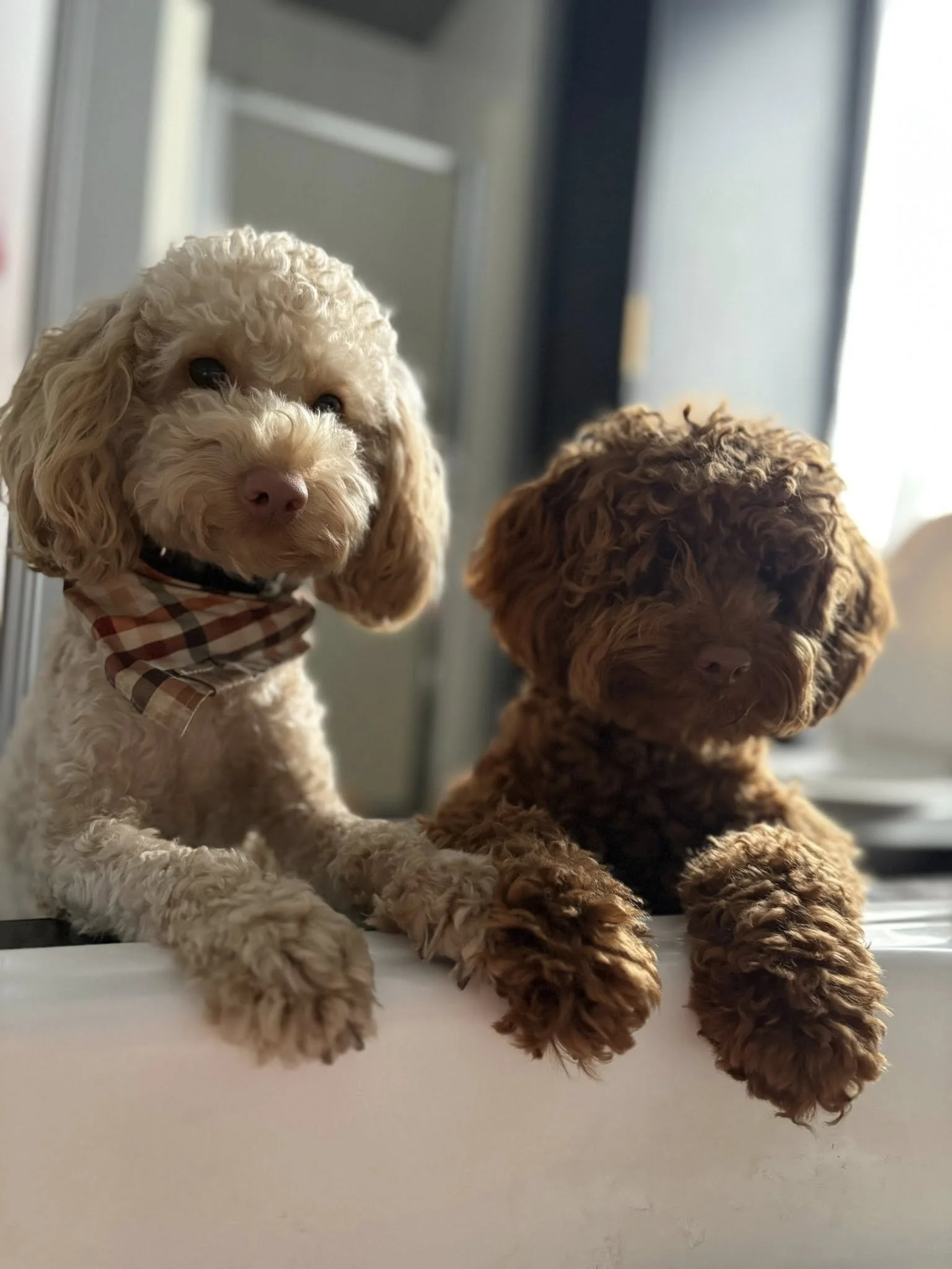 Deux chiens à poil frisé, un beige et un marron, regardant l'objectif, posant sur une surface blanche près d'une fenêtre.