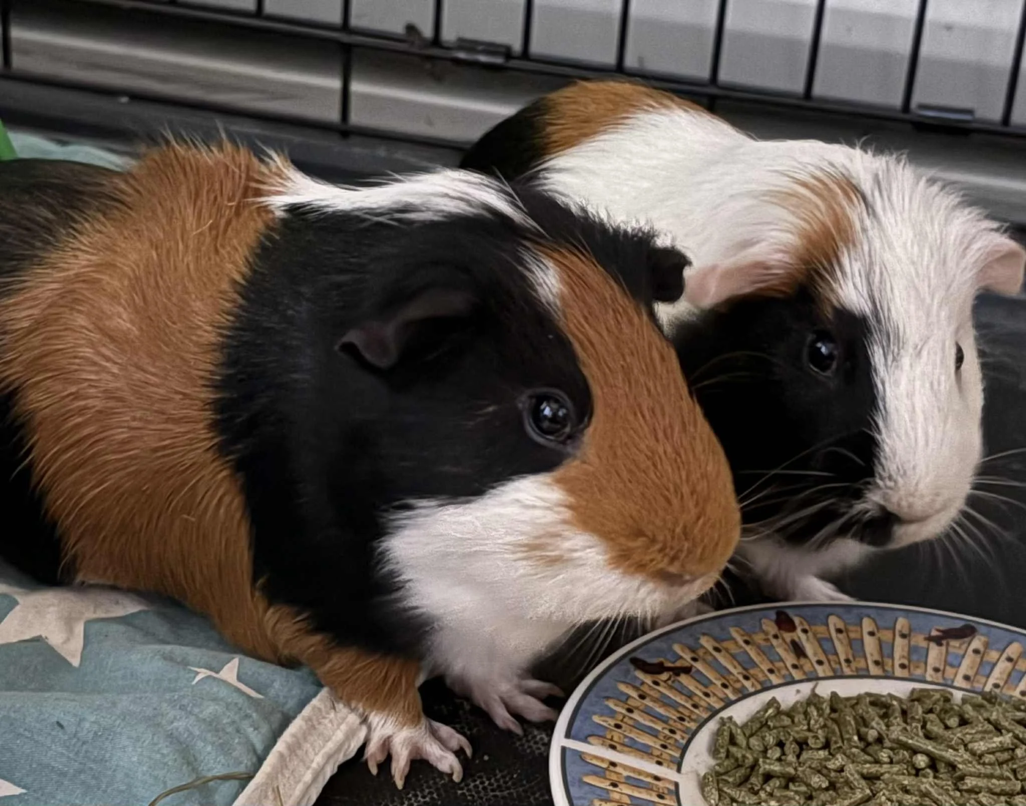 Deux cochons d'Inde, un brun avec du noir et un blanc avec du noir, regardent une assiette de nourriture
