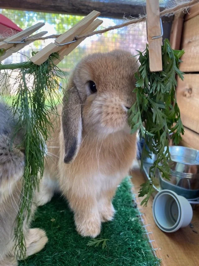Un lapin brun avec une oreille tombante dans un environnement en bois, entouré de feuilles de persil et d'herbes, avec un faisceau de lumière naturelle en arrière-plan.
