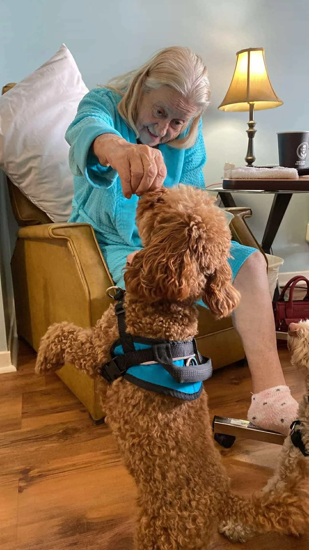 Une personne âgée avec un chien à la maison. La personne est assise sur un fauteuil en cuir, donnant une friandise à un chien de race caniche roux qui se tient sur ses pattes arrière.