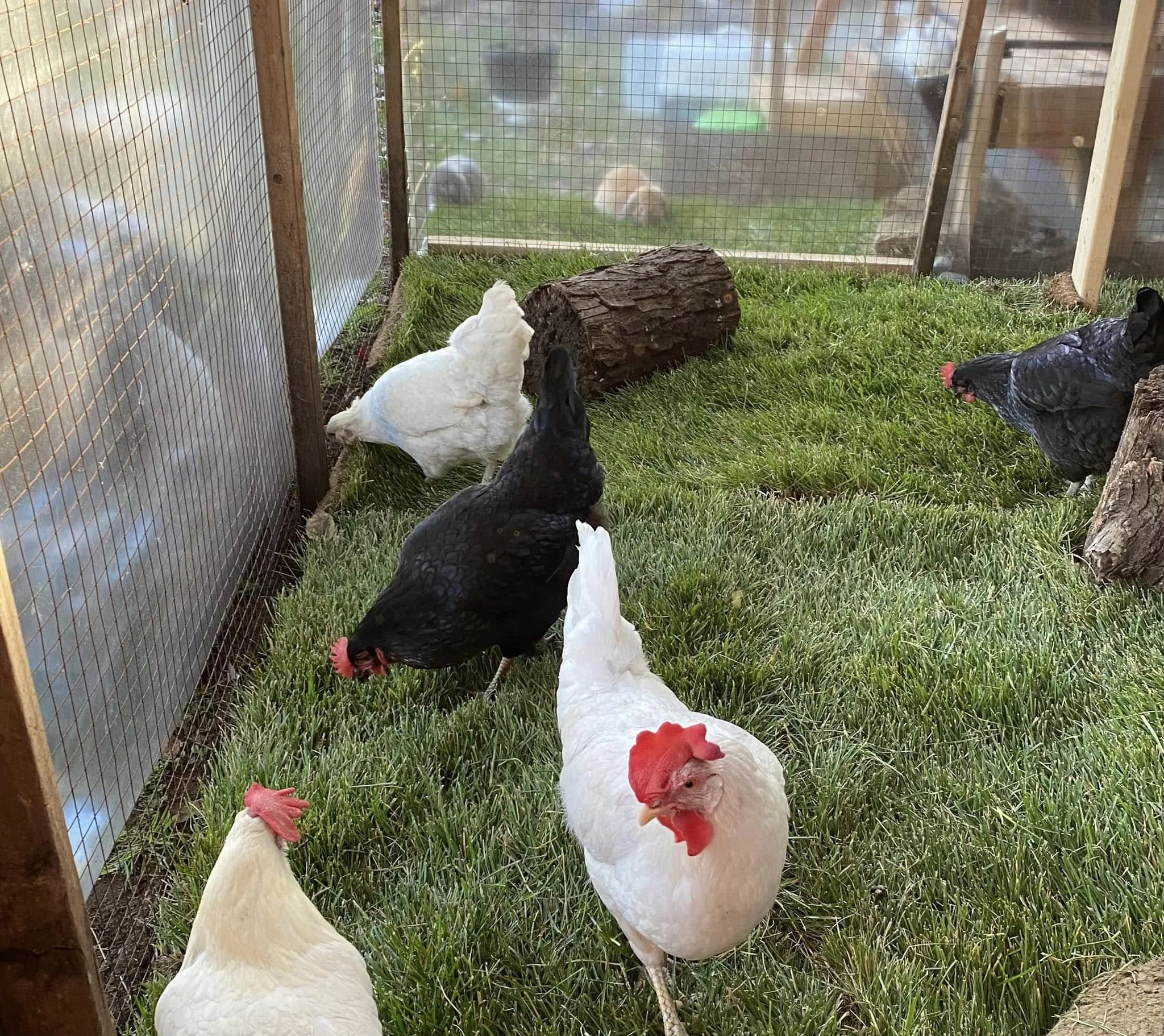 Dans un enclos grillagé, il y a des poules blanches et noires qui se promènent sur de l'herbe verte, avec un gros morceau de bois.