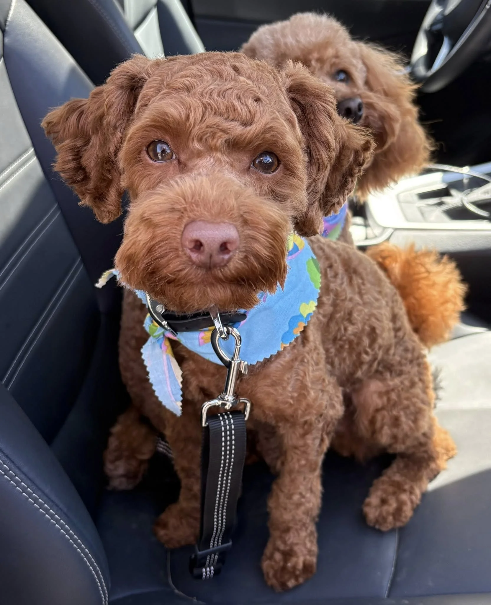 Trois petits chiens bruns assis dans une voiture, deux portent un bandana bleu avec des motifs colorés et le troisième un collier noir. Leurs yeux sont grands et mignons.