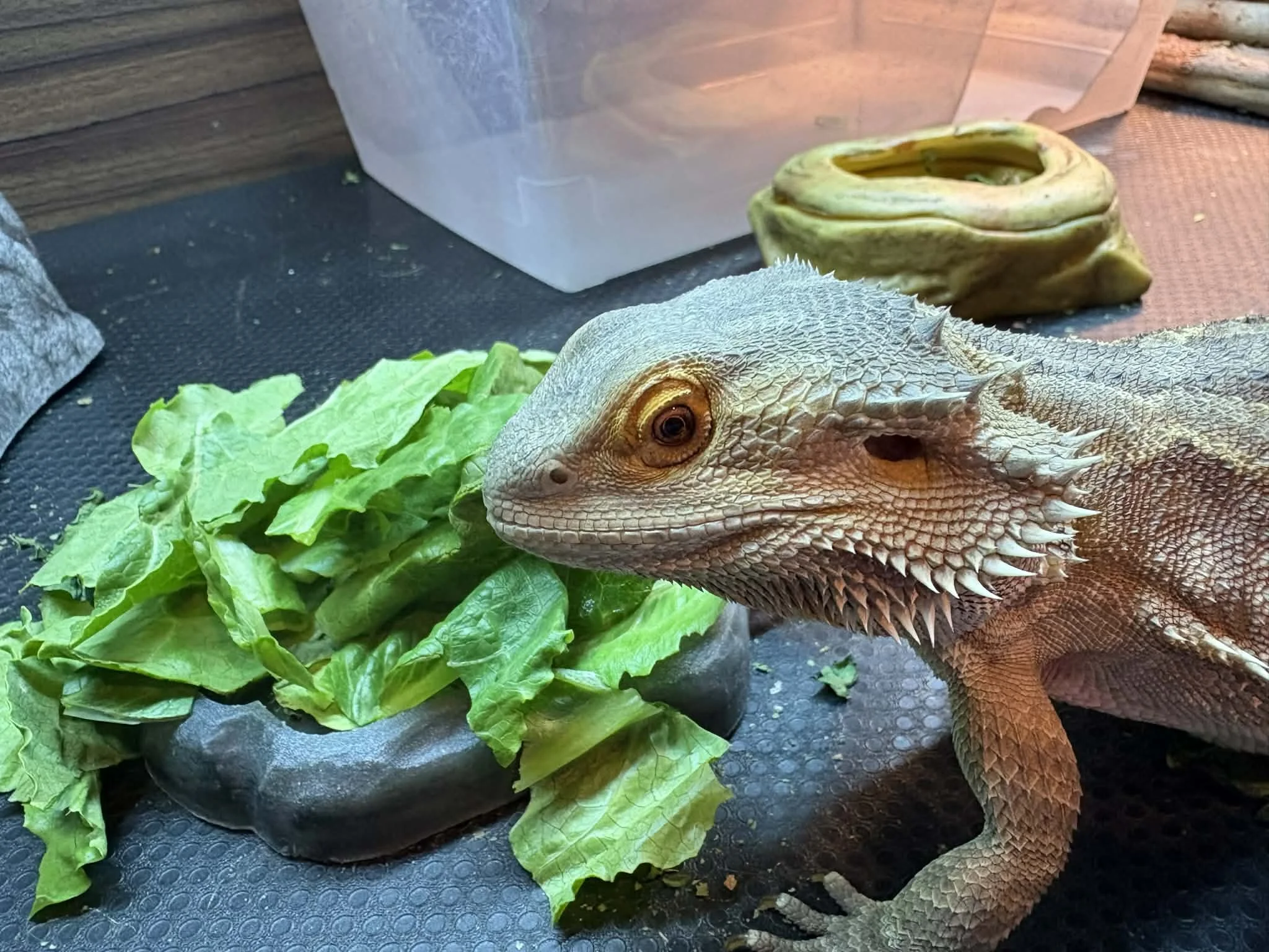 Iguane brun entouré de feuilles de salade dans un enclos