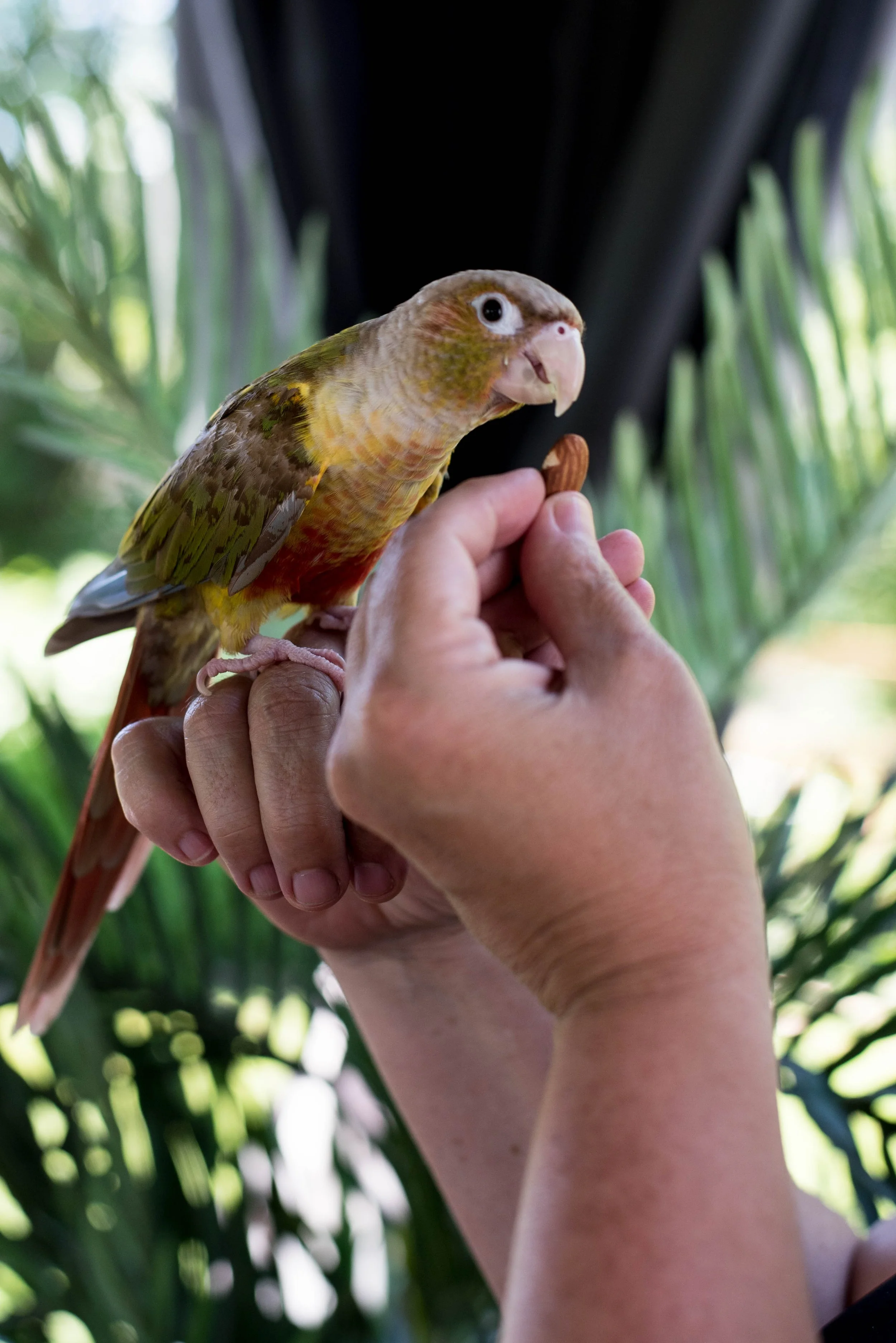 Une main humaine tenant une noix pendant qu’un perroquet coloré est perché dessus, dans un environnement verdoyant.