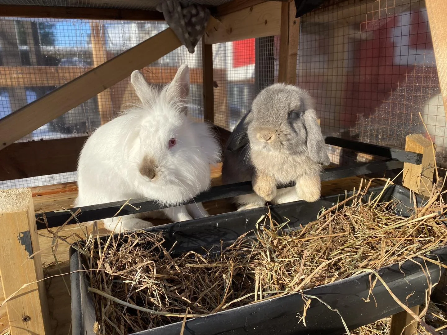 Deux lapins, un blanc et un gris foncé, dans une cage en bois avec de la paille dans un bac en plastique.