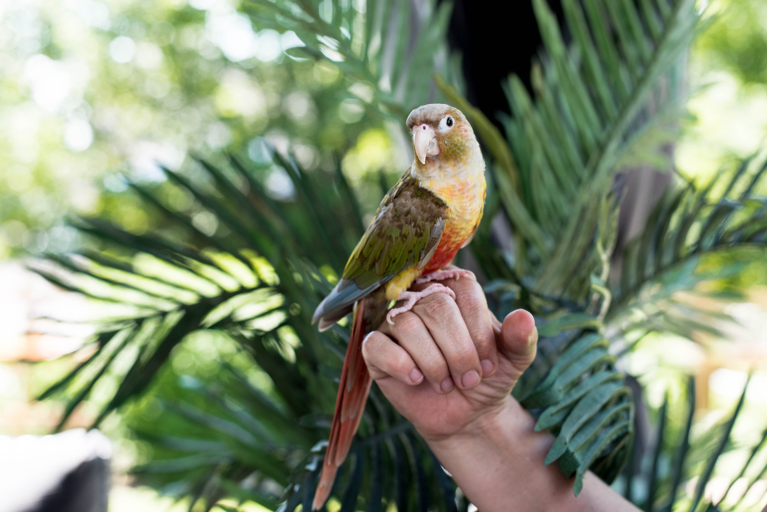 Un perroquet coloré posé sur une main, avec des feuilles vertes en arrière-plan.