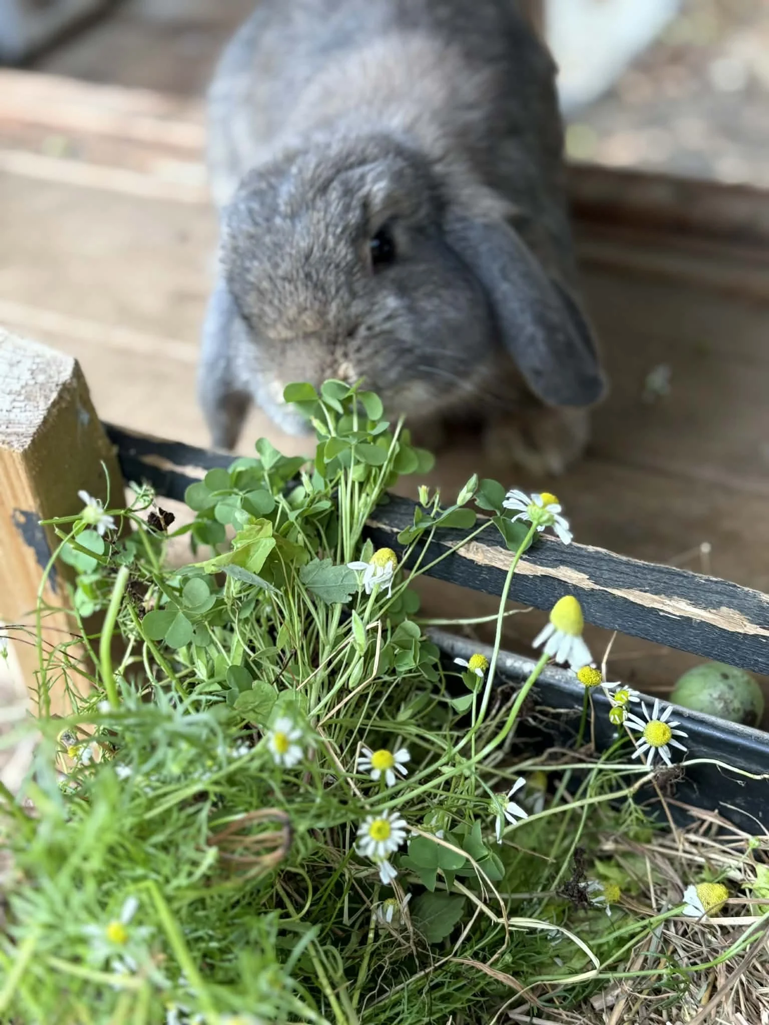 Un lapin gray mange des herbes dans un jardin avec des marguerites
